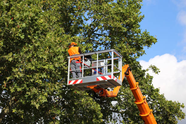 Best Tree Risk Assessment  in Withamsville, OH